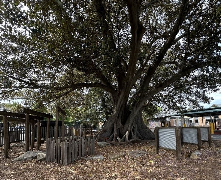 BLSPS Adventure Playground with large tree